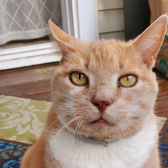 Meet your Posher, Lisa - Picture 6 of 7